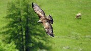 Die Steinadler im Nationalpark Kalkalpen wurden besendert und können damit von Experten genau ...