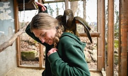 Sanne Brock mit einem der zehn Kea-Papageien des Welser Tiergartens. Sie erforscht ihre ...