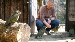 Tiergartenreferent Thomas Rammerstorfer ärgert sich über die Dauer der Maßnahmen gegen die Maul- ...