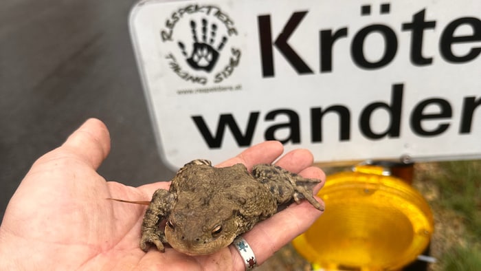 Im Frühjahr leben wandernde Kröten im Straßenverkehr gefährlich.