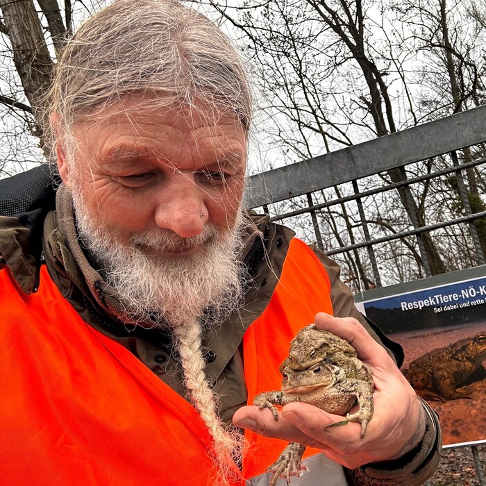 Tom Putzgruber ist selbst vor Ort, um die Kröten zu retten.