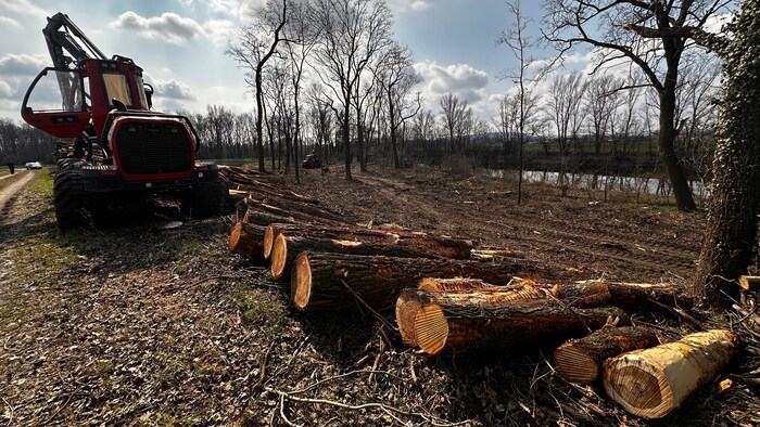 Kaputte Bäume, vor allem Eschen, wurden gefällt.