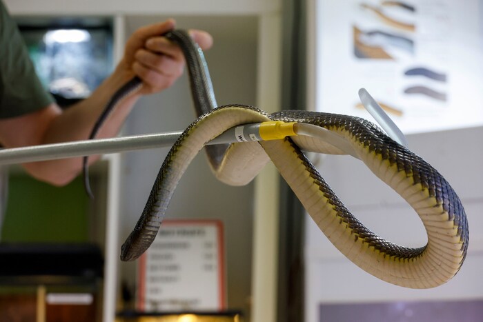 Der Inlandtaipan „Boomer“ lebt seit einigen Wochen in der Salzburger „Welt der Gifte“.