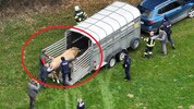 Dank leichter Betäubung ließ sich der Stier dann doch in den Transporter buxieren