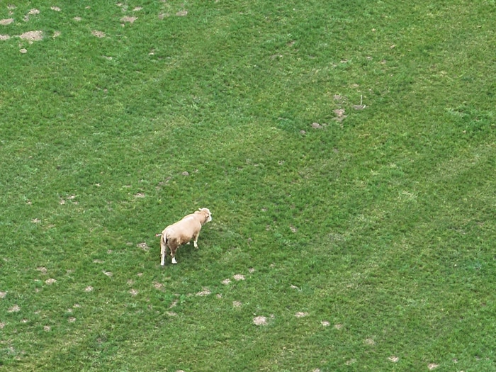 Der Stier auf weiter Flur. Links hinten sieht man, wo der Betäubungspfeil im „Hinterteil“ ...