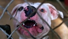 Die Familie aus Großbritannien hatte den Pitbull erst seit Kurzem. (Symbolbild)