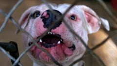 Die Familie aus Großbritannien hatte den Pitbull erst seit Kurzem. (Symbolbild)