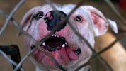 190 Pitbull-ähnliche Hunde wurden gerettet. 