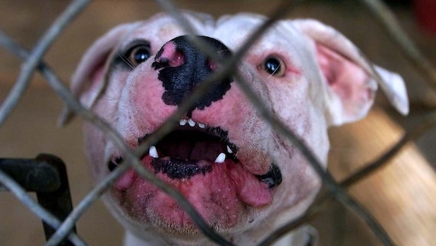 Die FPÖ will wissen, wie es um die Auslastung der oö Tierheime bestellt ist.