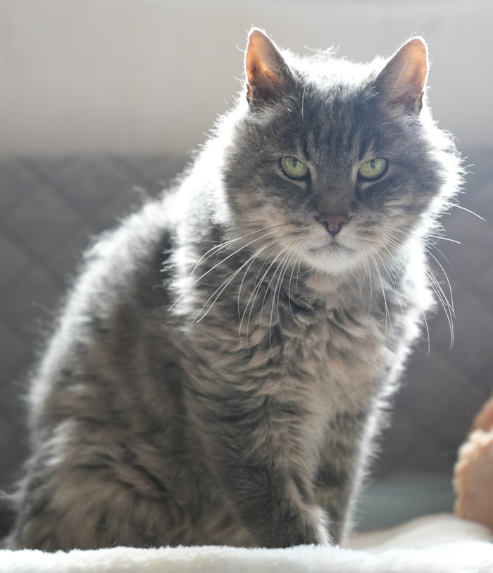 20 Katzen, die älter als zwölf Jahre sind, sind derzeit im Tierheim Mentlberg in Innsbruck ...