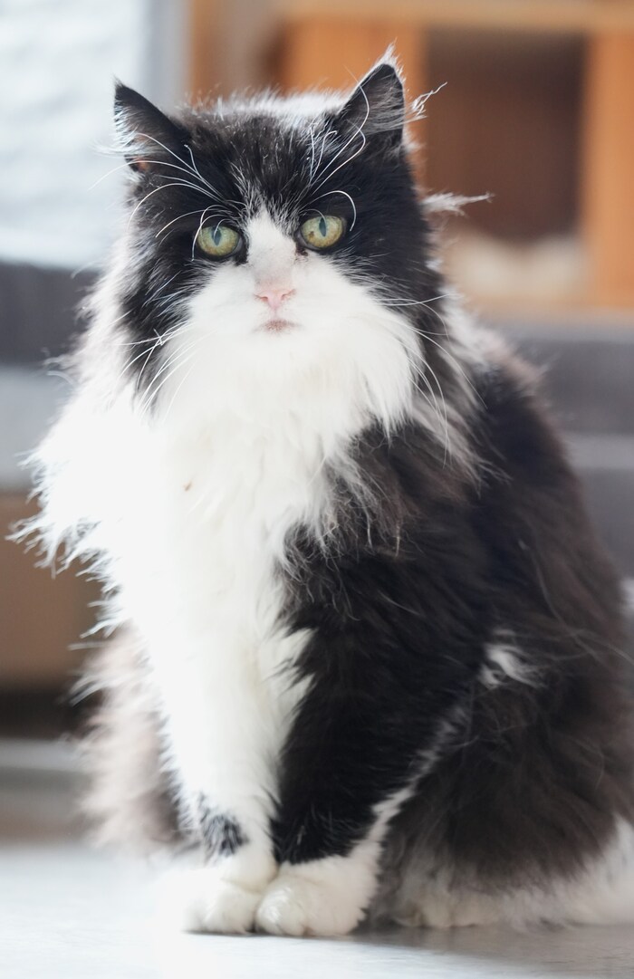 Die betagten Stubentiger in Mentlberg freuen sich über Besucher.