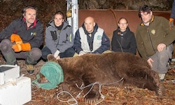 Für Wildtierexperten ist im Frühjahr die Fangsaison: Hier sieht man die italienischen Forscher ...