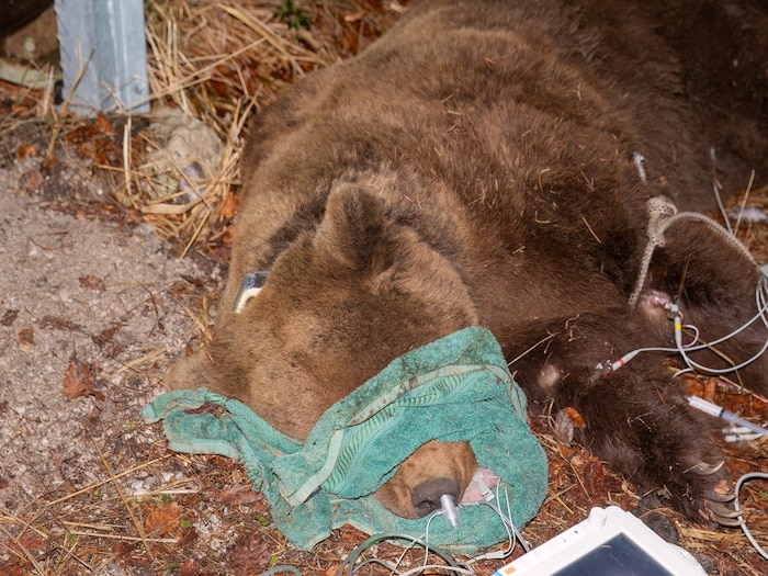 Der betäubte Braunbär