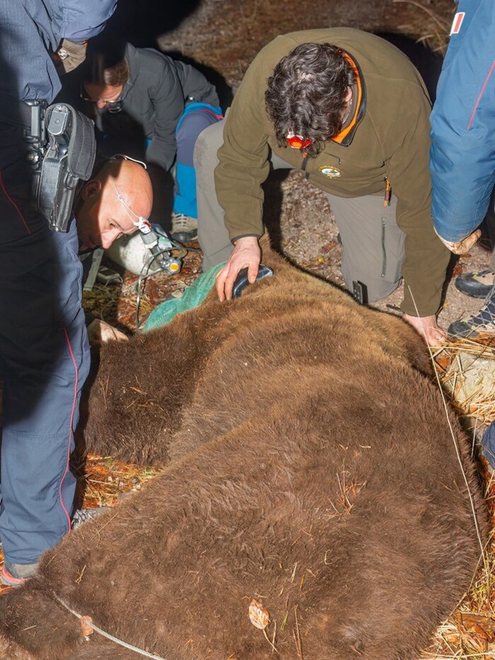 Hier sieht man den erfahrenen Wildbiologen Paolo Molinari, wie er dem großen Braunbären das ...