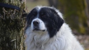 Brik ist neugierig und genießt lange Spaziergänge.