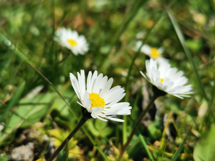 „Früher hat man auch gesagt, wenn man die ersten drei Gänseblümchenblüten isst, bleibt man das ...