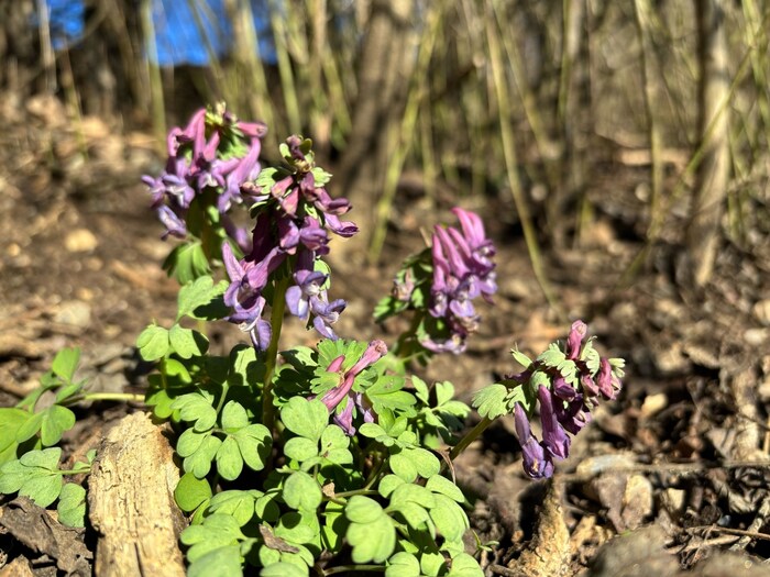 Lerchensporn oder „Hosenzottel“ wurde früher in der Naturheilkunde verwendet.