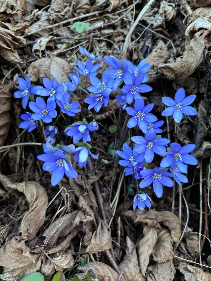 Ein besonderes Highlight unter den Frühblühern ist das Leberblümchen. Mit seinen zarten, blauen ...