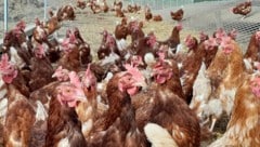 200 bis 300 Hennen werden in Kopfing verschenkt.