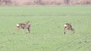 Rehe leben gefährlich.