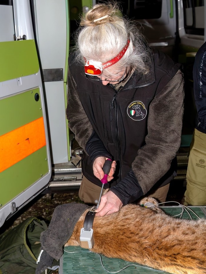 Anja Molinari-Jobin, die Koordinatorin des Luchs-Projektes, beim Auswechseln des ...