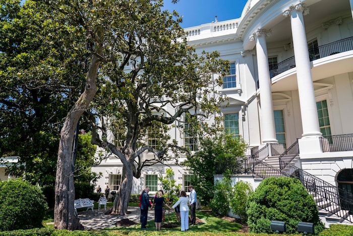 Künftig wird ein neuer, „prachtvoller“ Baum das Weiße Haus zieren. 