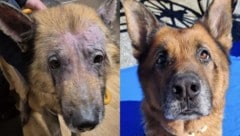 „Enzo“ kam zerzaust und vom Milben und Krätze geplagt zu den Tierschützern – inzwischen ist das ...