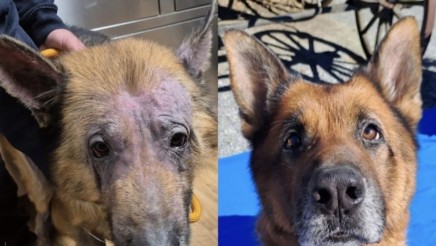 „Enzo“ kam zerzaust und vom Milben und Krätze geplagt zu den Tierschützern – inzwischen ist das ...