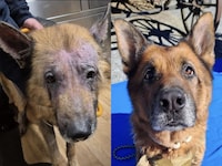 „Enzo“ kam zerzaust und vom Milben und Krätze geplagt zu den Tierschützern – inzwischen ist das ...