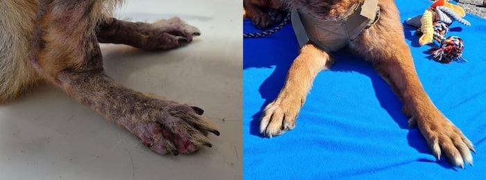 Ekzeme an den Pfoten bereiteten „Enzo“ große Schmerzen.