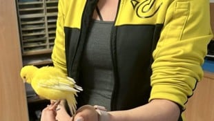 Der gelbe Kanarienvogel ist den Mitarbeitern der Post in kurzer Zeit sehr ans Herz gewachsen. Mit seiner „Uniform“ fügt sich das Tier auch nahtlos in die Abteilung ein. (Bild: Österreichische Post)