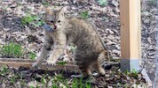 Das französische Katzenmädchen entpuppt sich als temperamentvoll.