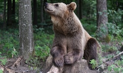 350 Braunbären könnten in der Slowakei geschossen werden.