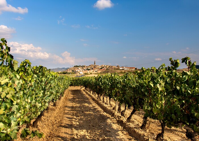 La Mancha im kastilischen Hochland ist das größte zusammenhängende Weinbaugebiet der Welt.