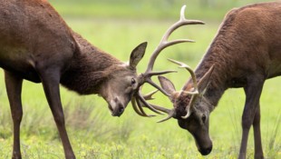 25 Hirsche sollen erlegt werden, allerdings nicht mehr in der Schonzeit (Symbolbild).