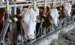 Die Rinderbauern sind derzeit in besonders großer Sorge. 