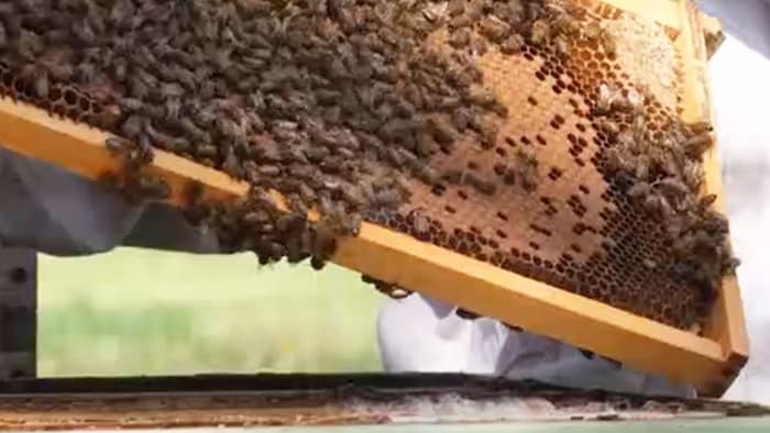 Ohne Bienen drohen herbe Ernteausfälle.