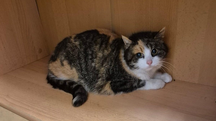 Trixi ist schon lange im Tierheim.