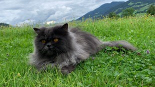 Der wertvolle Perserkater habe den Gartenzaun nie überwunden (Symbolbild) (Bild: Tabtitha Berger)