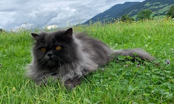 Der wertvolle Perserkater habe den Gartenzaun nie überwunden (Symbolbild)