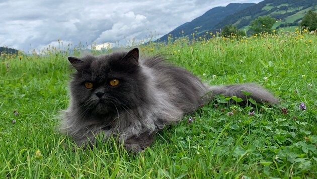 Der wertvolle Perserkater habe den Gartenzaun nie überwunden (Symbolbild)
