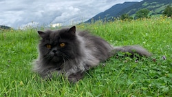 Der wertvolle Perserkater habe den Gartenzaun nie überwunden (Symbolbild)