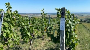 In der hügeligen, wildromantischen Landschaft gedeihen Trauben von besonderer Güte. (Bild: Groszer Wein GmbH)