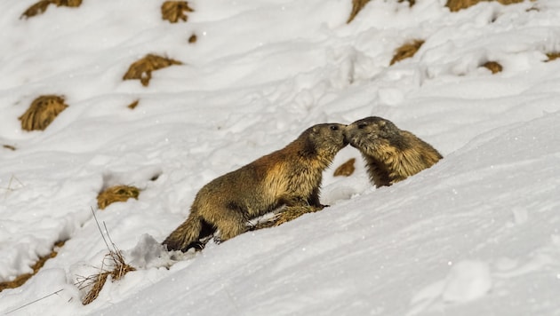 Murmeltiere sind wahre Winterschläfer. Sie verbringen um die sechs bis sieben Monate schlafend ...