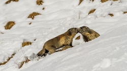 Murmeltiere sind wahre Winterschläfer. Sie verbringen um die sechs bis sieben Monate schlafend ...