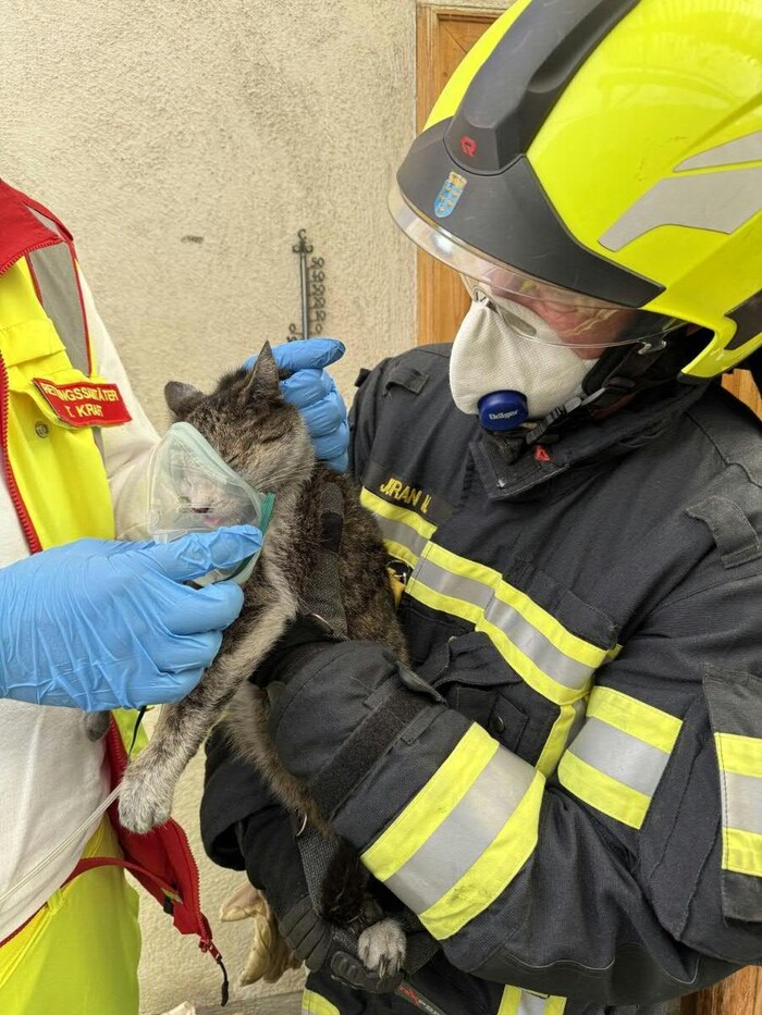 Beide Katzen konnten mit Sauerstoff versorgt und anschließend in die Tierklinik gebracht werden.