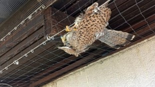 Im Taubenschutz der Volksschule in Viktring war ein Turmfalke gefangen.