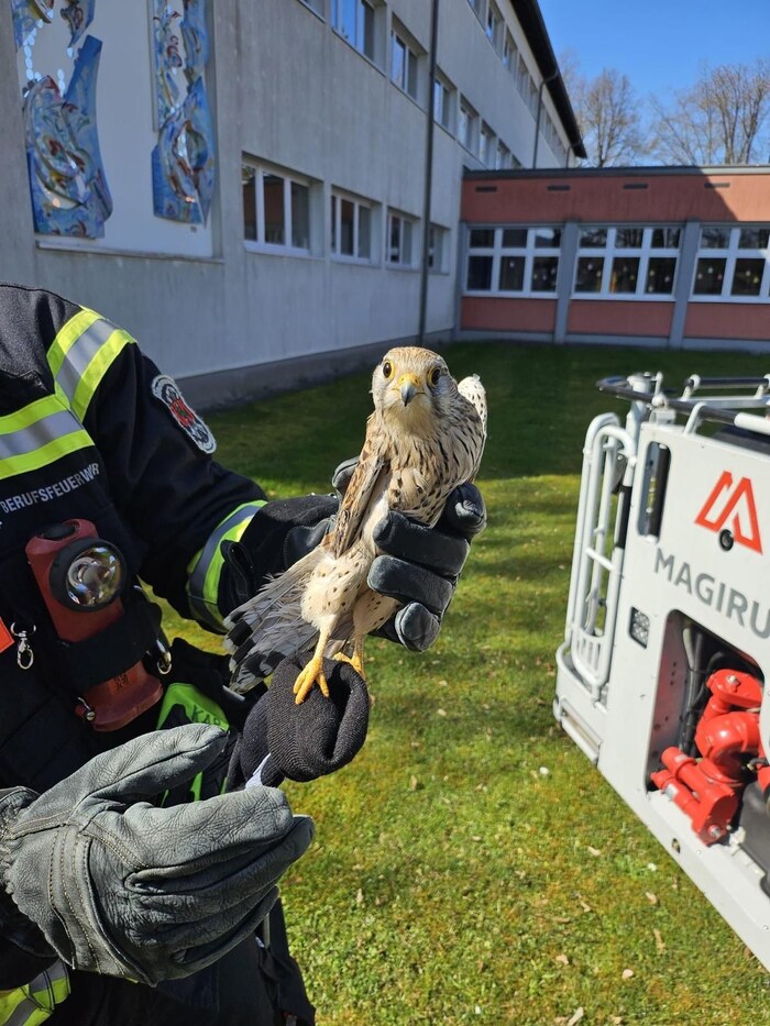 Unbeschadet geboren wurde dieser Falke.