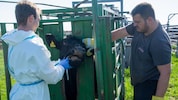 Auch wenn Tobias Griemann zur Hand ging, das Probennehmen ist richtige Arbeit für den Tierarzt. ...