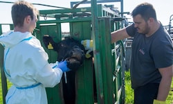 Auch wenn Tobias Griemann zur Hand ging, das Probennehmen ist richtige Arbeit für den Tierarzt. ...